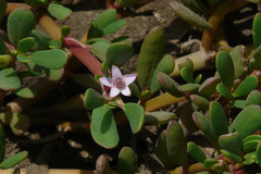 Sesuvium portulacastrum